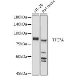 TTC7A Rabbit pAb