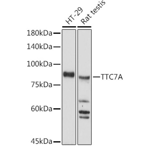 TTC7A Rabbit pAb