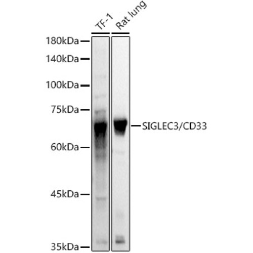 SIGLEC3/CD33 Rabbit pAb