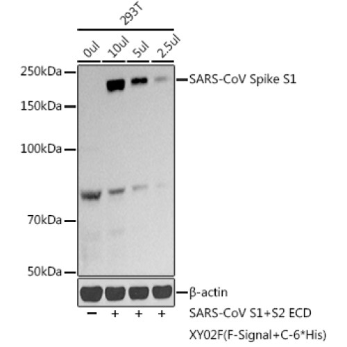 SARS-CoV-2 Spike S1 Rabbit pAb