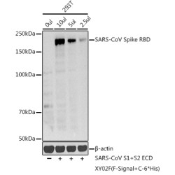 SARS-CoV Spike RBD Rabbit pAb