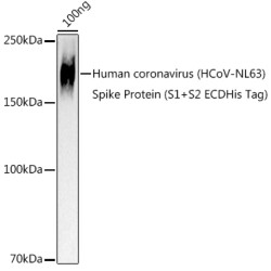 HCoV-NL63 Spike S2 Rabbit pAb
