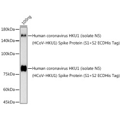 HCoV-HKU1 Spike S2 Rabbit pAb