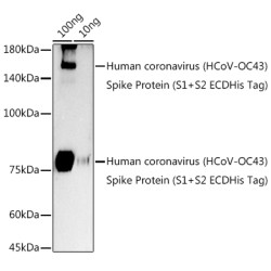 HCoV-OC43 Spike S2 Rabbit pAb