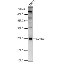 CDKN3 Rabbit pAb