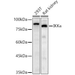 IKKα Rabbit pAb