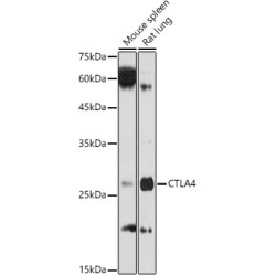 CD152/CTLA-4 Rabbit pAb