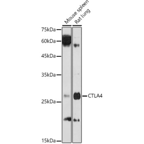 CD152/CTLA-4 Rabbit pAb