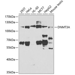 DNMT3A Rabbit pAb