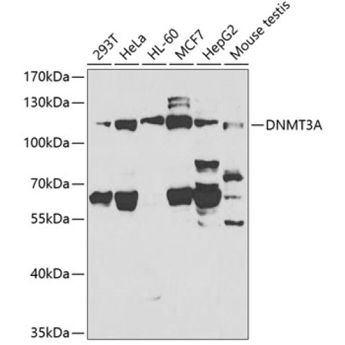 DNMT3A Rabbit pAb