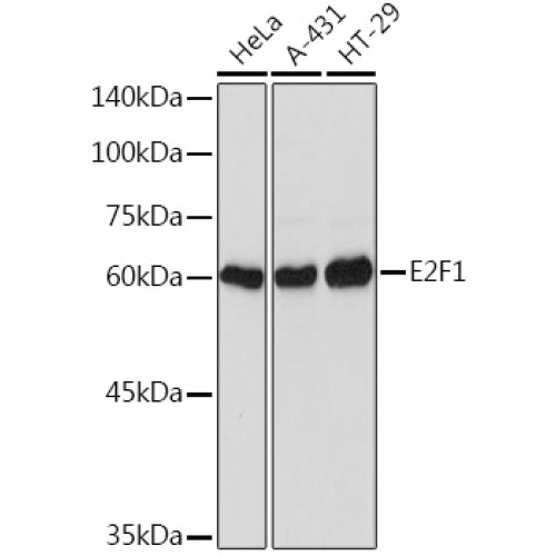 E2F1 Rabbit pAb