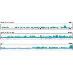 MonoMethyl-Histone H3-K18 Rabbit mAb