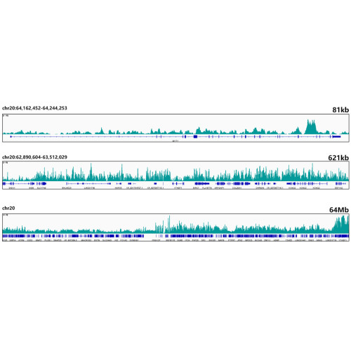 MonoMethyl-Histone H3-K18 Rabbit mAb