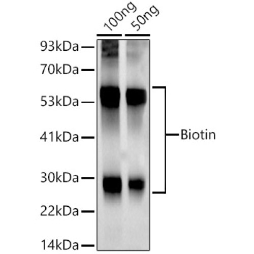 Biotin Rabbit mAb