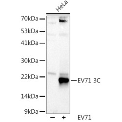 EV71 3C Rabbit pAb