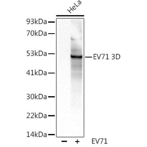 EV71 3D Rabbit pAb