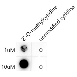 2'-O-methylcytidine/ Cm Rabbit mAb