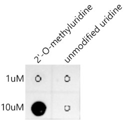 2'-O-methyluridine(Um) Rabbit mAb