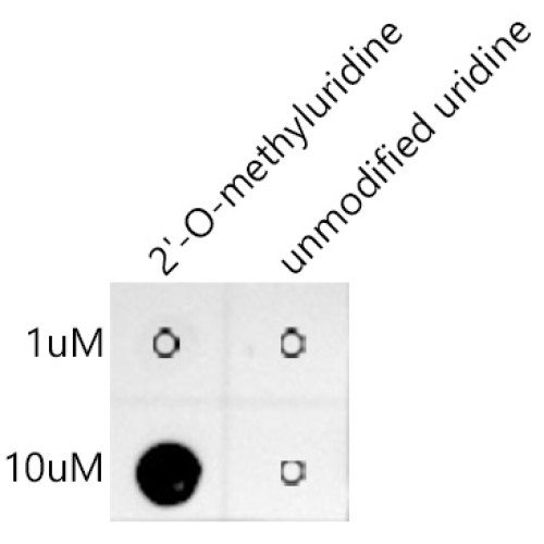 2'-O-methyluridine(Um) Rabbit mAb