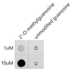 2'-O-Methylguanosine(Gm) Rabbit mAb