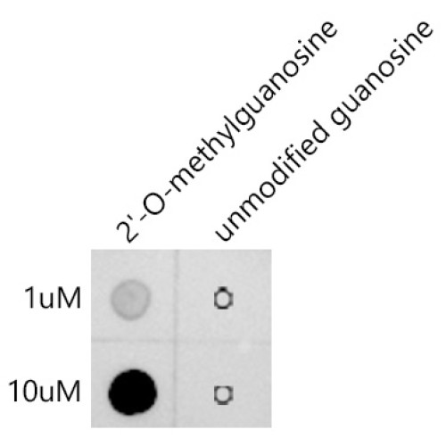 2'-O-Methylguanosine(Gm) Rabbit mAb