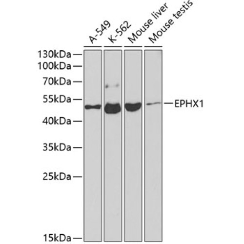 EPHX1 Rabbit pAb