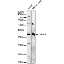 CASTOR1 Rabbit pAb