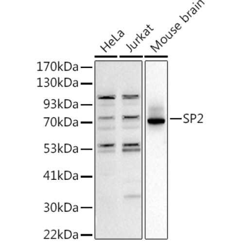 SP2 Rabbit pAb