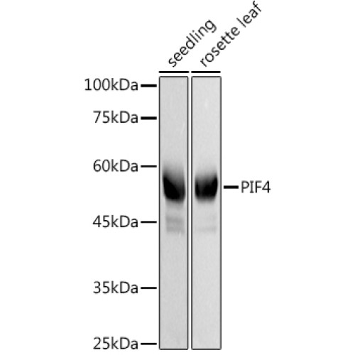 PIF4 Rabbit pAb