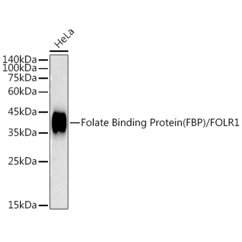 Folate Binding Protein(FBP) / FOLR1 Rabbit mAb