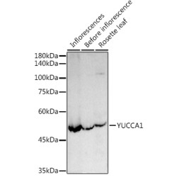 YUCCA1 Rabbit pAb
