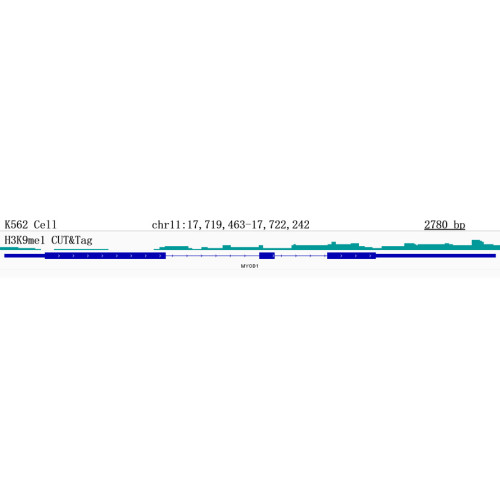 MonoMethyl-Histone H3-K9 Rabbit mAb