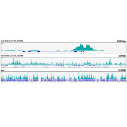 Acetyl-Histone H3-K18 Rabbit mAb