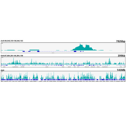 Acetyl-Histone H3-K18 Rabbit mAb