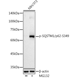 Phospho-SQSTM1/p62-S349 Rabbit pAb