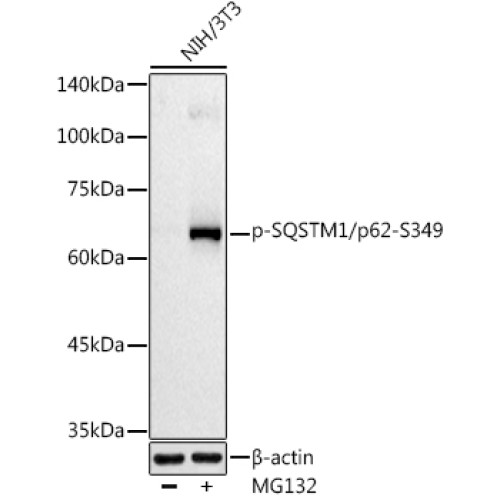 Phospho-SQSTM1/p62-S349 Rabbit pAb
