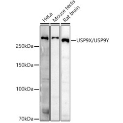 USP9X/USP9Y Rabbit pAb