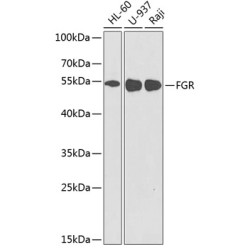 FGR Rabbit pAb