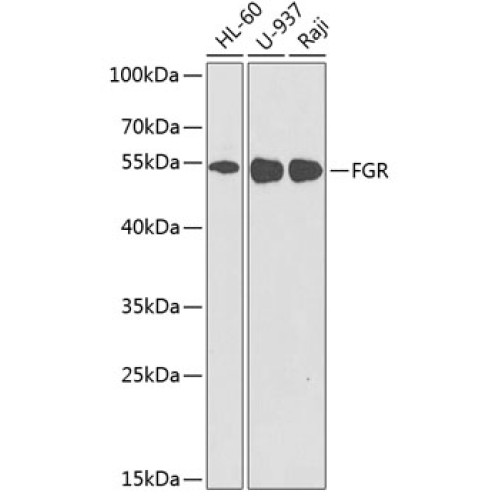 FGR Rabbit pAb