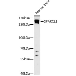 SPARCL1 Rabbit pAb