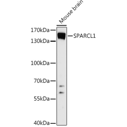 SPARCL1 Rabbit pAb