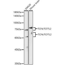 TCF4/TCF7L2 Rabbit pAb