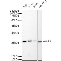 Bcl-2 Mouse mAb