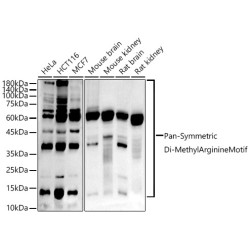 Pan-Symmetric Di-Methyl Arginine Motif Rabbit mAb