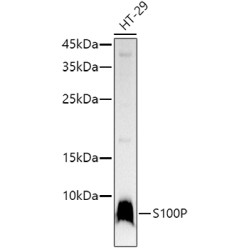 S100P Rabbit mAb