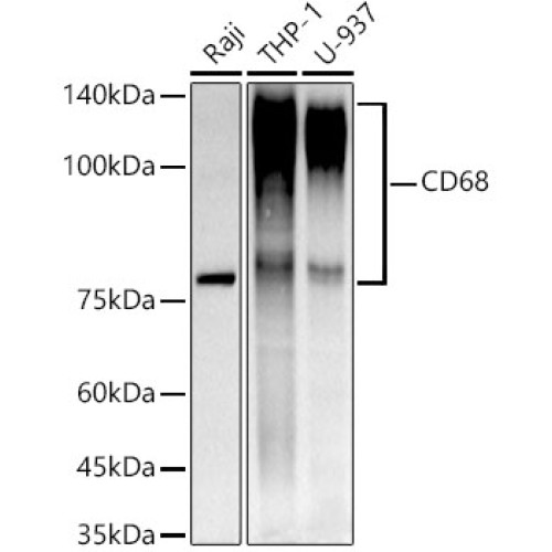 CD68 Rabbit mAb