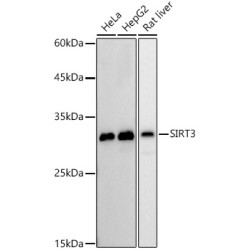 [KO Validated] SIRT3 Rabbit mAb