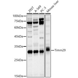 Timm29 Rabbit pAb