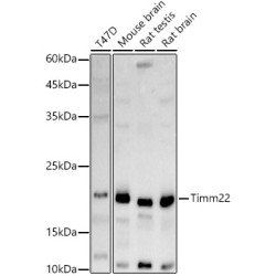 Timm22 Rabbit pAb