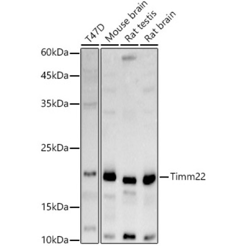 Timm22 Rabbit pAb